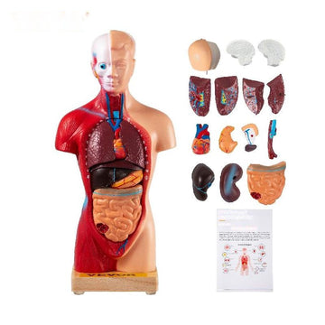 Menselijk Torso Anatomie Model 15 Onderdelen - 28 cm met Hersen, schedel, Hoofd, Hart & Verwijderbare Organen - Duurzaam PVC, Displaybasis & Handleiding Inbegrepen