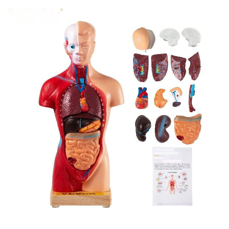 Anatomiemodell des menschlichen Torsos, 15 Teile – 28 cm mit Gehirn, Schädel, Kopf, Herz und abnehmbaren Organen – robustes PVC, Display-Basis und Handbuch im Lieferumfang enthalten