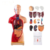 Menselijk Torso Anatomie Model 15 Onderdelen - 28 cm met Brein, Schedel, Hoofd, Hart & Verwijderbare Organen - Duurzaam PVC, Display Voet & Handleiding Inbegrepen