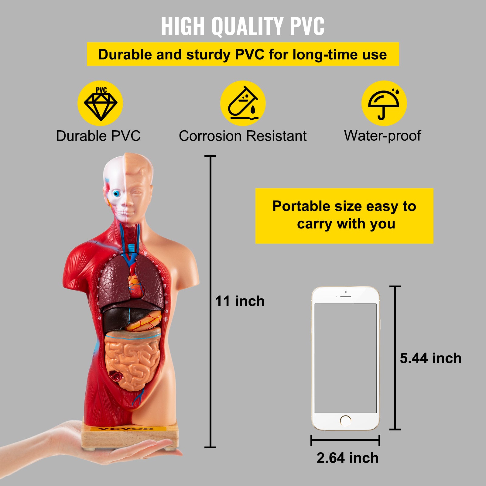 Anatomiemodell des menschlichen Torsos, 15 Teile – 28 cm mit Gehirn, Schädel, Kopf, Herz und abnehmbaren Organen – robustes PVC, Display-Basis und Handbuch im Lieferumfang enthalten