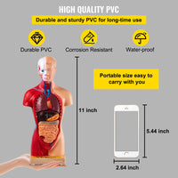 Menselijk Torso Anatomie Model 15 Onderdelen - 28 cm met Brein, Schedel, Hoofd, Hart & Verwijderbare Organen - Duurzaam PVC, Display Voet & Handleiding Inbegrepen