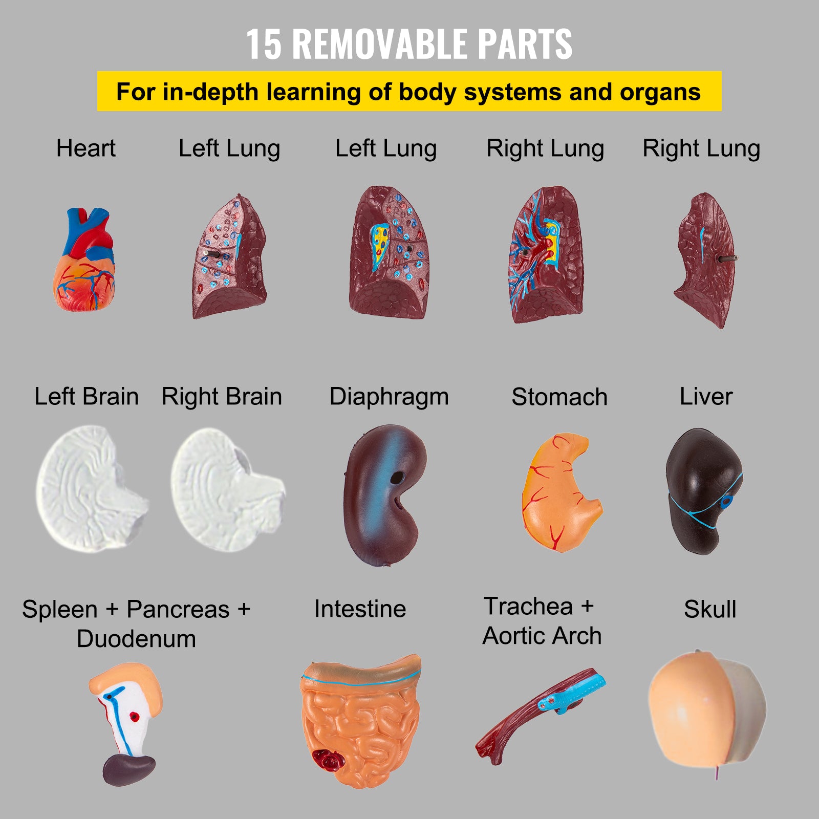 Anatomiemodell des menschlichen Torsos, 15 Teile – 28 cm mit Gehirn, Schädel, Kopf, Herz und abnehmbaren Organen – robustes PVC, Display-Basis und Handbuch im Lieferumfang enthalten