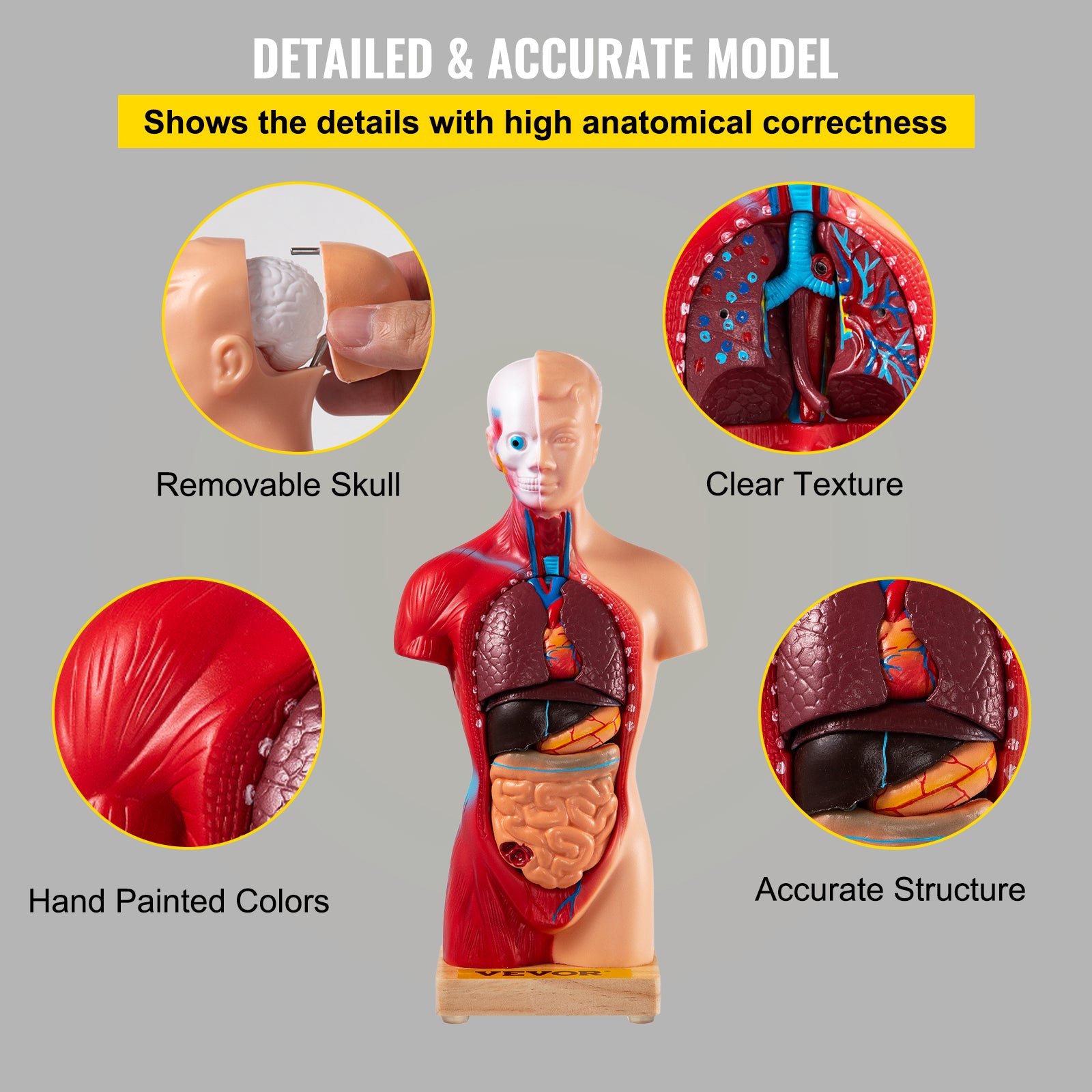 Anatomiemodell des menschlichen Torsos, 15 Teile – 28 cm mit Gehirn, Schädel, Kopf, Herz und abnehmbaren Organen – robustes PVC, Display-Basis und Handbuch im Lieferumfang enthalten