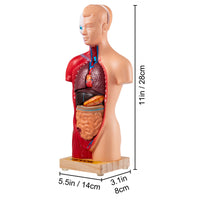 Anatomiemodell des menschlichen Torsos, 15 Teile – 28 cm mit Gehirn, Schädel, Kopf, Herz und abnehmbaren Organen – robustes PVC, Display-Basis und Handbuch im Lieferumfang enthalten